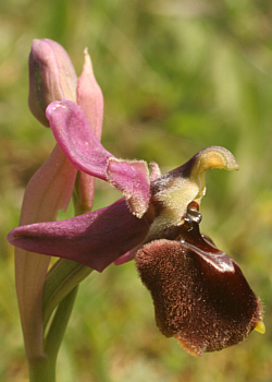 Ophrys morisii x Ophrys neglecta, bei Ortuabis.