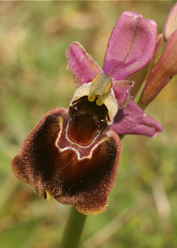 Ophrys morisii x Ophrys neglecta, bei Ortuabis.