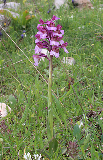 Orchis morio x Orchis papilionacea ssp. papilionacea, Valle della Monaca.