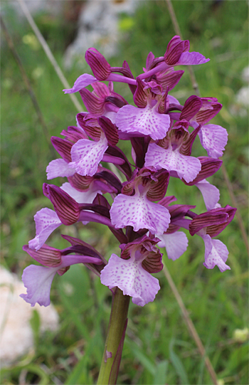 Orchis morio x Orchis papilionacea ssp. papilionacea, Valle della Monaca.