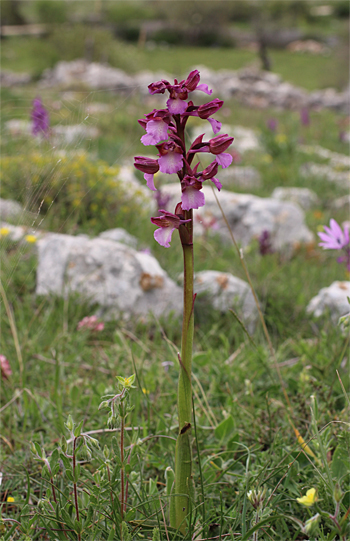 Orchis morio x Orchis papilionacea ssp. papilionacea, Valle della Monaca.