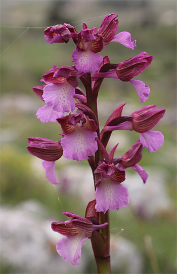 Orchis morio x Orchis papilionacea ssp. papilionacea, Valle della Monaca.