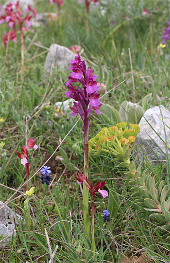 Orchis morio x Orchis papilionacea ssp. papilionacea, Valle della Monaca.