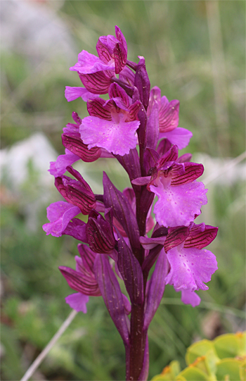 Orchis morio x Orchis papilionacea ssp. papilionacea, Valle della Monaca.