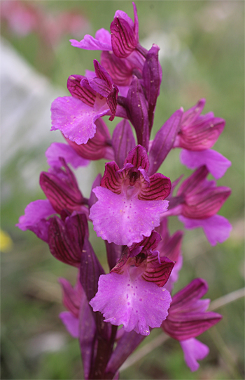 Orchis morio x Orchis papilionacea ssp. papilionacea, Valle della Monaca.