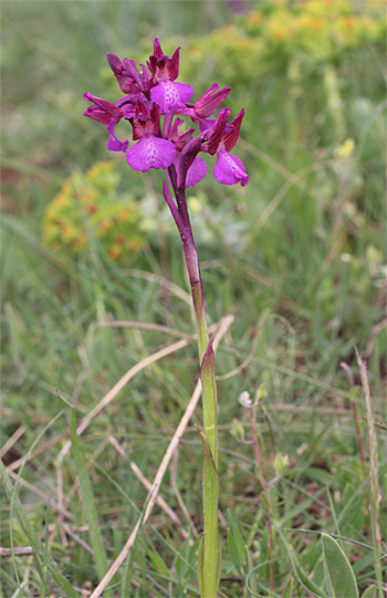 Orchis morio x Orchis papilionacea ssp. papilionacea, Valle della Monaca.