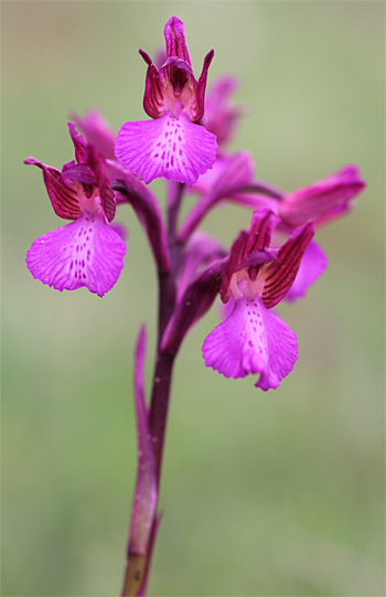 Orchis morio x Orchis papilionacea ssp. papilionacea, Valle della Monaca.