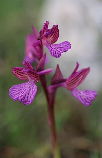 Orchis morio x Orchis papilionacea ssp. papilionacea, Valle della Monaca.