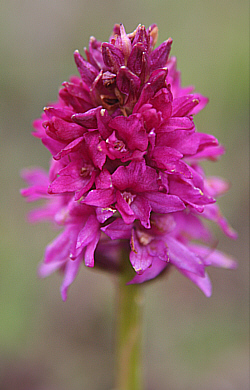 Nigritella rhellicani x Gymnadenia conopsea, Seiser Alm.