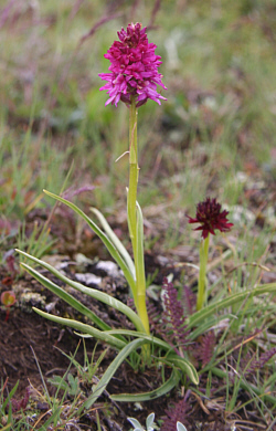 Nigritella rhellicani x Gymnadenia conopsea, Seiser Alp.