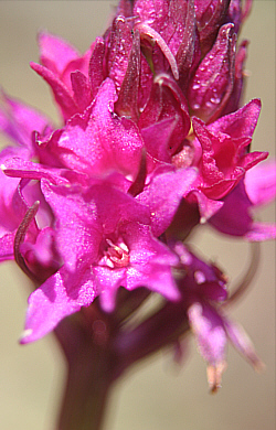 Nigritella rhellicani x Gymnadenia conopsea, Seiser Alp.