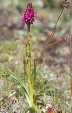 Nigritella rhellicani x Gymnadenia conopsea, Seiser Alp.