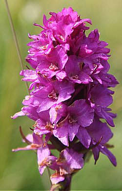 Nigritella rhellicani x Gymnadenia conopsea, Seiser Alm.