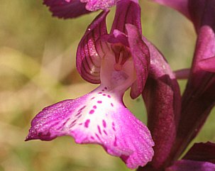 Orchis papilionacea x Orchis longicornu, bei Ortuabis.