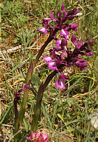 Orchis papilionacea x Orchis longicornu, bei Ortuabis.