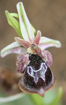 Ophrys reinholdii x Ophrys lucis, Rhodos.