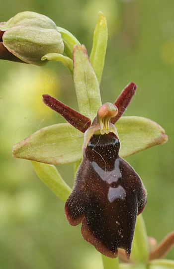 Ophrys sphegodes x insectifera, Kappel.