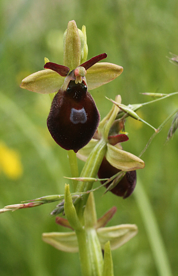 Ophrys sphegodes x insectifera, Kappel.