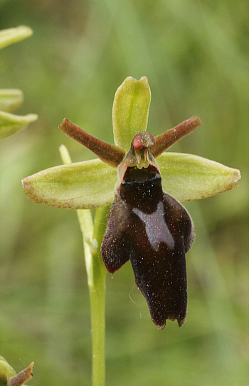 Ophrys sphegodes x insectifera, Kappel.