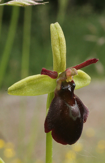 Ophrys sphegodes x insectifera, Kappel.