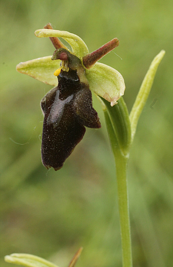 Ophrys sphegodes x insectifera, Kappel.