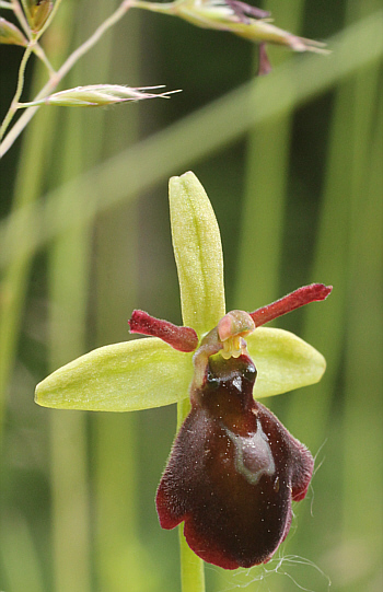 Ophrys sphegodes x insectifera, Kappel.