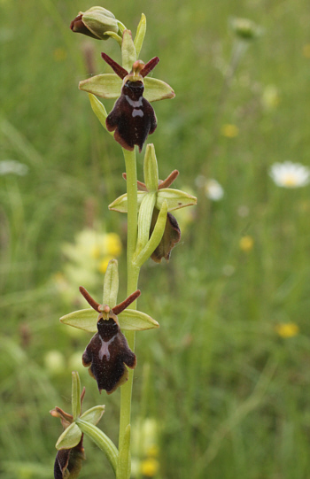 Ophrys sphegodes x insectifera, Kappel.