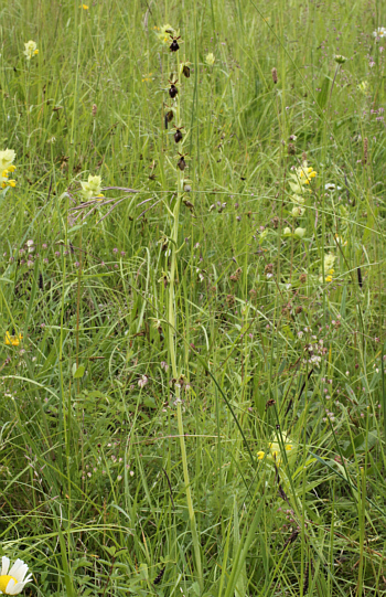 Ophrys sphegodes x insectifera, Kappel.