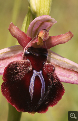 Ophrys spruneri x mammosa, Litochoro.