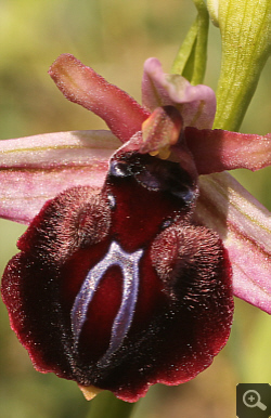 Ophrys spruneri x mammosa, Litochoro.