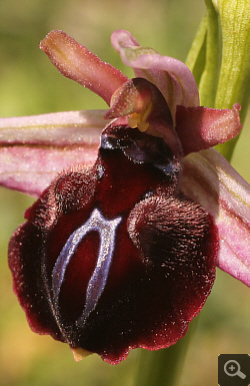 Ophrys spruneri x mammosa, Litochoro.