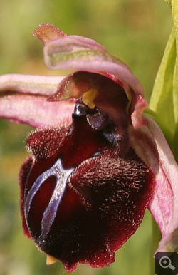 Ophrys spruneri x mammosa, Litochoro.