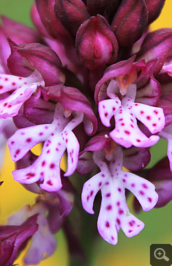 Orchis tridentata x Orchis ustulata, Vallerotonda.