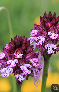 Orchis tridentata x Orchis ustulata, Vallerotonda.
