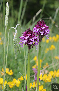 Orchis tridentata x Orchis ustulata, Vallerotonda.