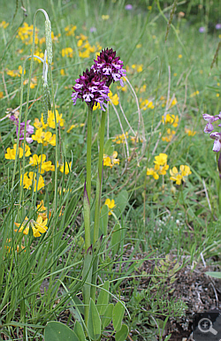 Orchis tridentata x Orchis ustulata, Vallerotonda.