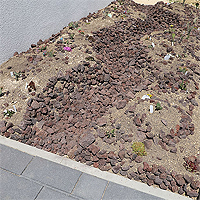 Der Kakteengarten mit fertiger Bepflanzung.