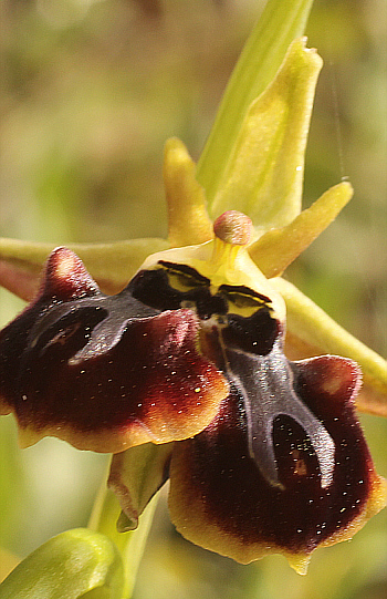 Ophrys aesculapii - lusus, Kesari.