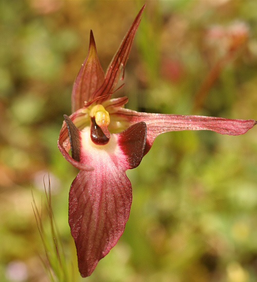 Serapias lingua f. tepalopatens