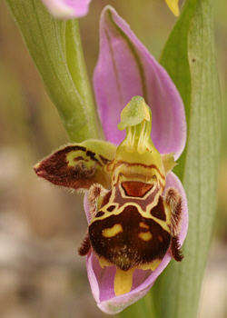 Ophrys apifera - lusus