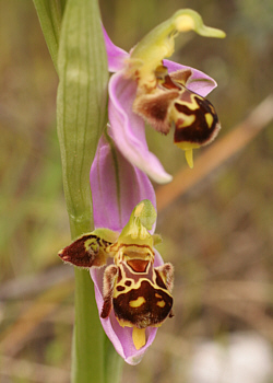Ophrys apifera - Lusus