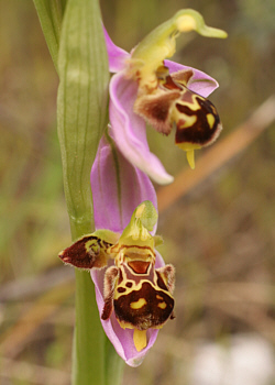 Ophrys apifera - lusus