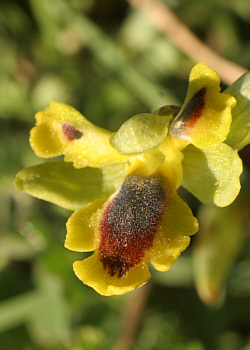 Ophrys corsica - Lusus