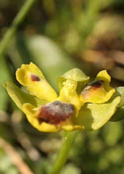 Ophrys corsica - Lusus