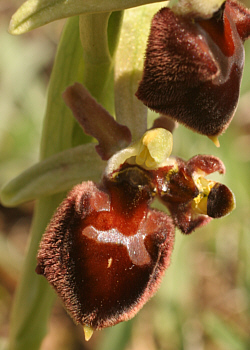 Ophrys morisii - lusus