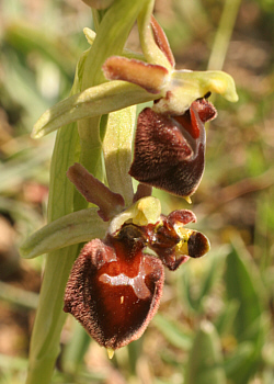 Ophrys morisii - Lusus