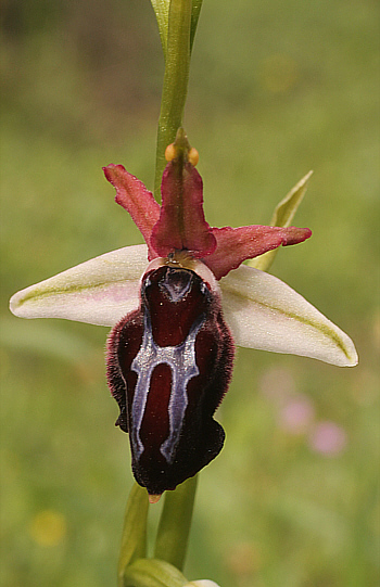 Ophrys spruneri - lusus, Nafpaktos.