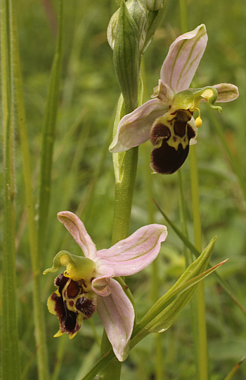 Ophrys apifera var. badensis, Southern Baden.