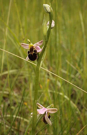 Ophrys apifera var. badensis, Southern Baden.