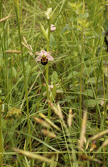 Ophrys apifera var. badensis, Southern Baden.